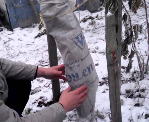 Можно ли выращивать Яблоню Жигулевское в контейнере, и какие для этого нужны условия. Как правильно укрывать на зиму яблоню