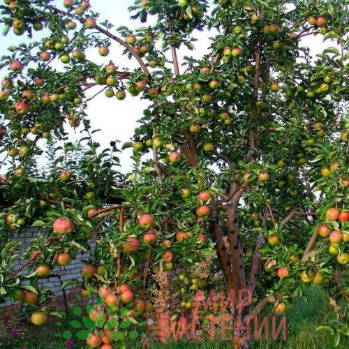 Можно ли заказать доставку саженцев Яблони Жигулевское из питомника в другой регион. Корзина