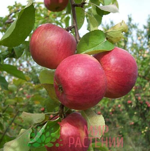 Можно ли заказать доставку саженцев Яблони Жигулевское из питомника в другой регион. Корзина