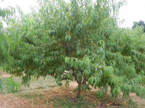 Персик Ветеран. Описание персика сорта Ветеран