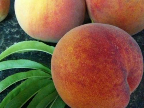 Персик Ветеран. Описание персика сорта Ветеран