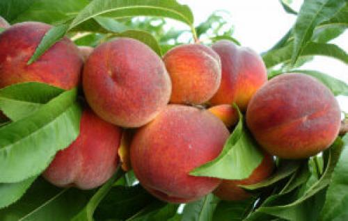 Персик Ред хавен. Высокоурожайный сорт персика Ред Хевен