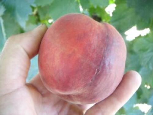 Персик Ред хавен. Высокоурожайный сорт персика Ред Хевен