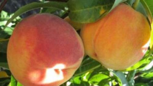 Персик Ред хавен. Высокоурожайный сорт персика Ред Хевен