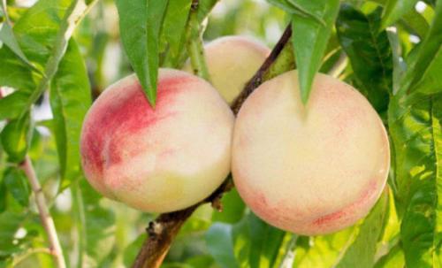 Персик Белый Лебедь