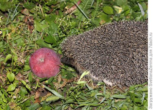 Яблоня спартан. Яблоки 'Спартан' - багряная сладость в моём саду