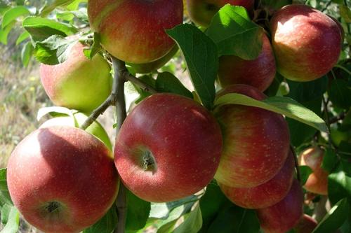 Уэлси яблоня карликовая. Описание сорта яблок Уэлси