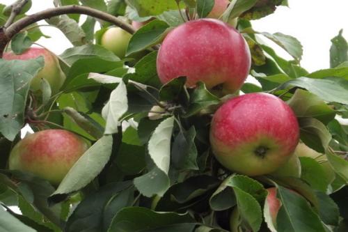 Яблоня мельба: описание. Яблоня Мельба: характеристики сорта