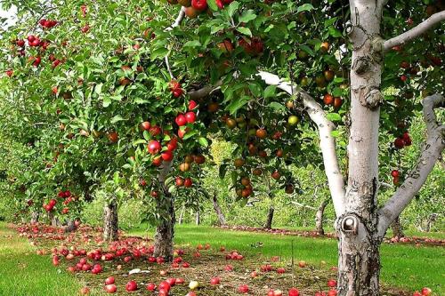 Уэлси яблоня карликовая. Описание сорта яблок Уэлси