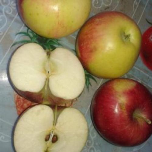 Яблоня Уэлси опылители. Сорт яблони Уэлси — описание, фото и отзывы