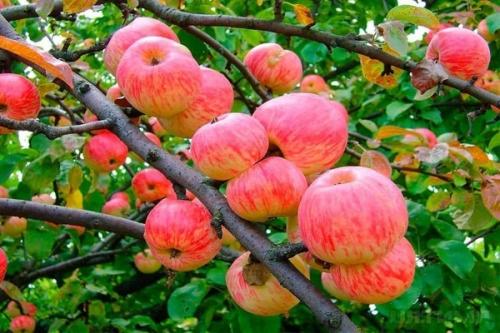Яблоня мельба: описание. Яблоня Мельба: характеристики сорта