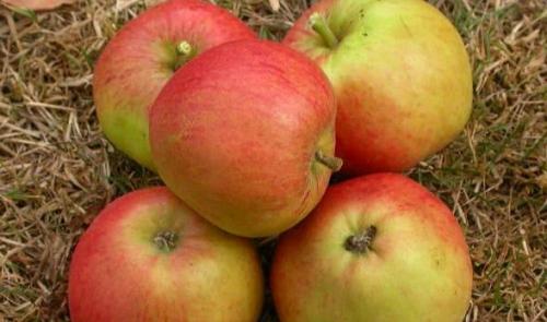 Яблоня Уэлси опылители. Сорт яблони Уэлси — описание, фото и отзывы