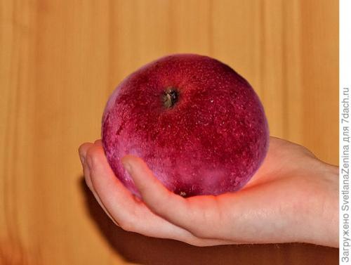 Яблоня спартан. Яблоки 'Спартан' - багряная сладость в моём саду