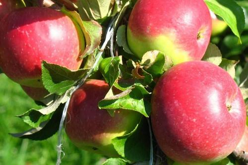 Уэлси яблоня карликовая. Описание сорта яблок Уэлси