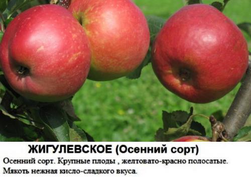 Какие климатические условия наиболее подходят для выращивания яблони Жигулевское. Характеристика сорта