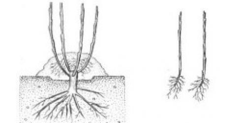Выращивание фундука на Вашей даче. Как вырастить фундук на даче 09 Выращивание фундука на Вашей даче. Как вырастить фундук на даче 09