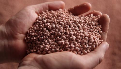 Выращивание фундука на Вашей даче. Как вырастить фундук на даче 02 Выращивание фундука на Вашей даче. Как вырастить фундук на даче 02