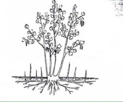 Выращивание фундука на Вашей даче. Как вырастить фундук на даче 08 Выращивание фундука на Вашей даче. Как вырастить фундук на даче 08