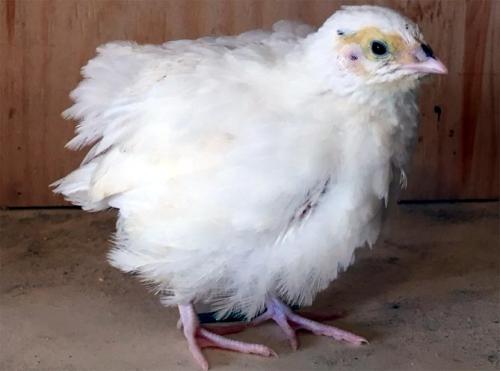 Перепела разведение и уход. Разведение перепелов в домашних условиях для начинающих (подробно)