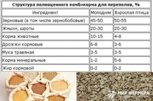 Перепела разведение и уход. Разведение перепелов в домашних условиях для начинающих (подробно) 22