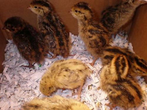 Перепела для начинающих. Уход и выращивание молодых перепелов