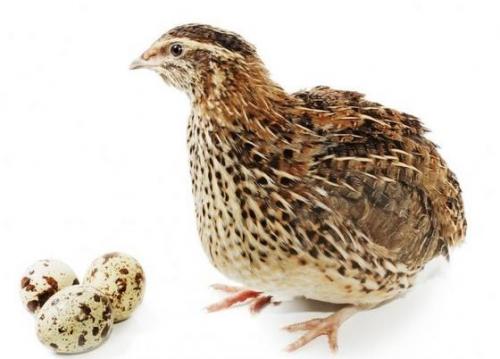 Перепела разведение и уход. Разведение перепелов в домашних условиях для начинающих (подробно)