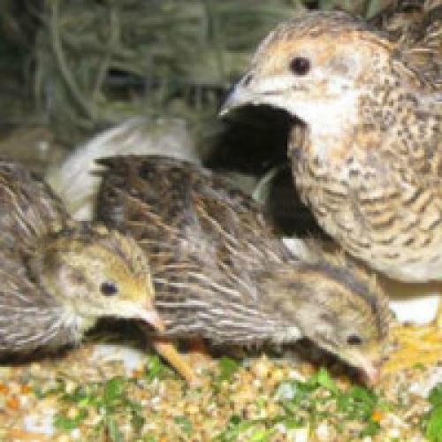 Чем кормить перепелов. Чем кормить перепелок - какой нужен корм