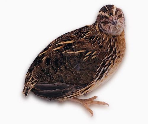 Перепела разведение и уход. Разведение перепелов в домашних условиях для начинающих (подробно)