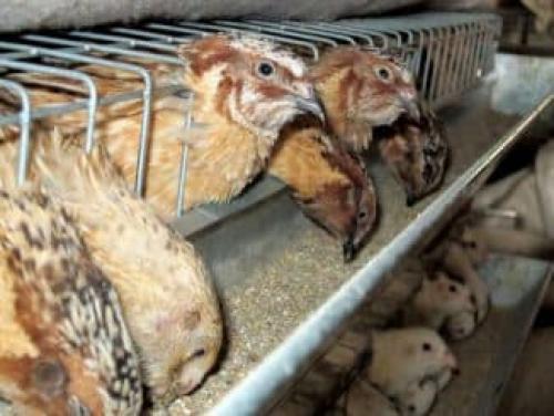 Уход за птенцами перепелов. Правила ухода с первых дней жизни