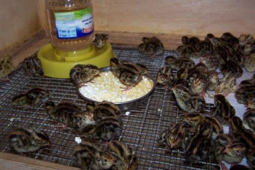 Уход за птенцами перепелов. Правила ухода с первых дней жизни