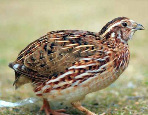 Перепела разведение и уход. Разведение перепелов в домашних условиях для начинающих (подробно)