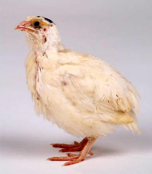 Перепела разведение и уход. Разведение перепелов в домашних условиях для начинающих (подробно)