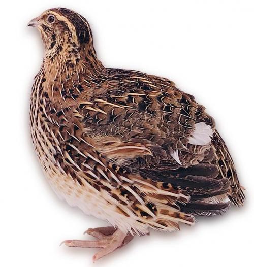 Перепела разведение и уход. Разведение перепелов в домашних условиях для начинающих (подробно)