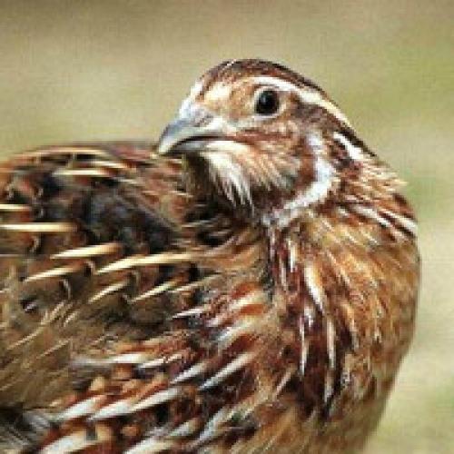 Разведение перепелов на мясо. Как откармливать перепелов на мясо?