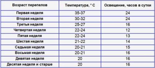Перепела для начинающих. Уход и выращивание молодых перепелов