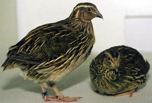 Перепела разведение и уход. Разведение перепелов в домашних условиях для начинающих (подробно)