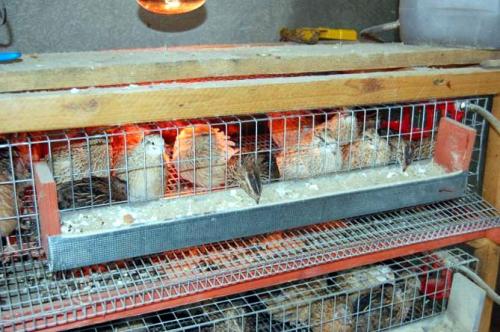 Перепела разведение и уход. Разведение перепелов в домашних условиях для начинающих (подробно)