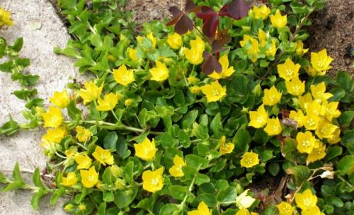 Лучшие почвопокровные для вашего сада. Лучшие почвопокровные для сада 07