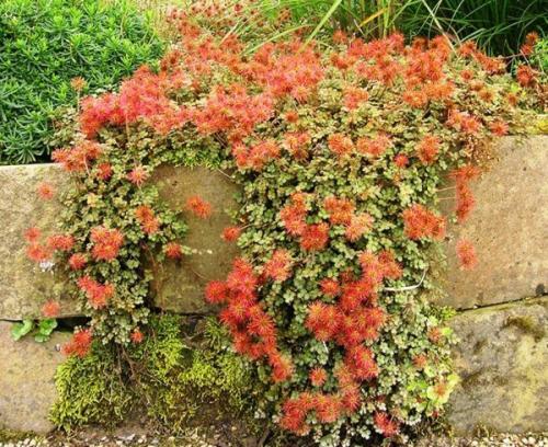 Лучшие почвопокровные для вашего сада. Лучшие почвопокровные для сада 06