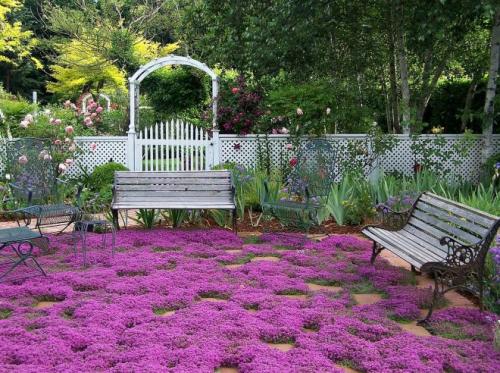 Лучшие почвопокровные для вашего сада. Лучшие почвопокровные для сада 05