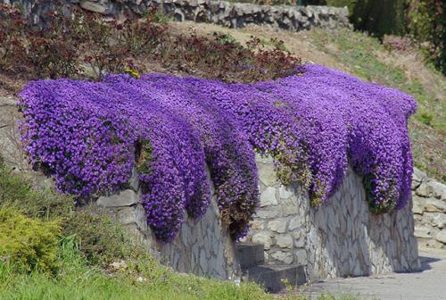 Лучшие почвопокровные для вашего сада. Лучшие почвопокровные для сада