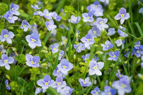 Лучшие почвопокровные для вашего сада. Лучшие почвопокровные для сада 08