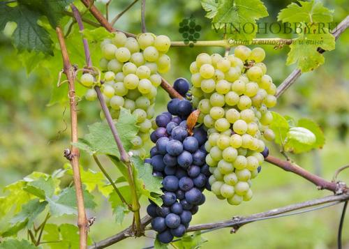 Технические сорта винограда для Подмосковья. Лучшие сорта винограда для производства вина. Какие подойдут для Подмосковья и Сибири