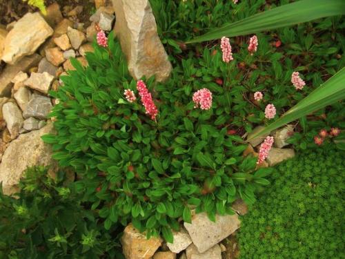 7 лучших почвопокровных растений для альпинария. 02 7 лучших почвопокровных растений для альпинария. 02