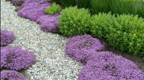 Вечнозеленые почвопокровные растения. Какие есть виды почвопокровных многолетников
