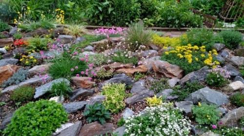 7 лучших почвопокровных растений для альпинария.