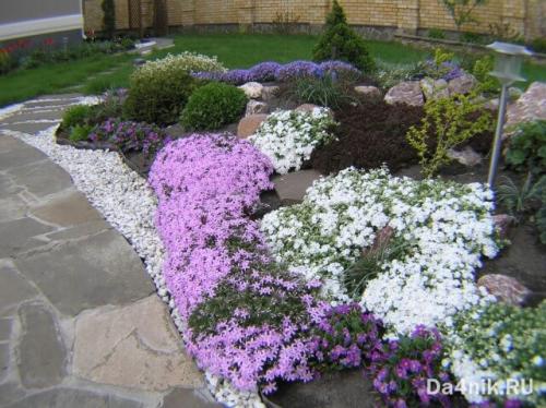 Вечнозеленые почвопокровные растения. Какие есть виды почвопокровных многолетников