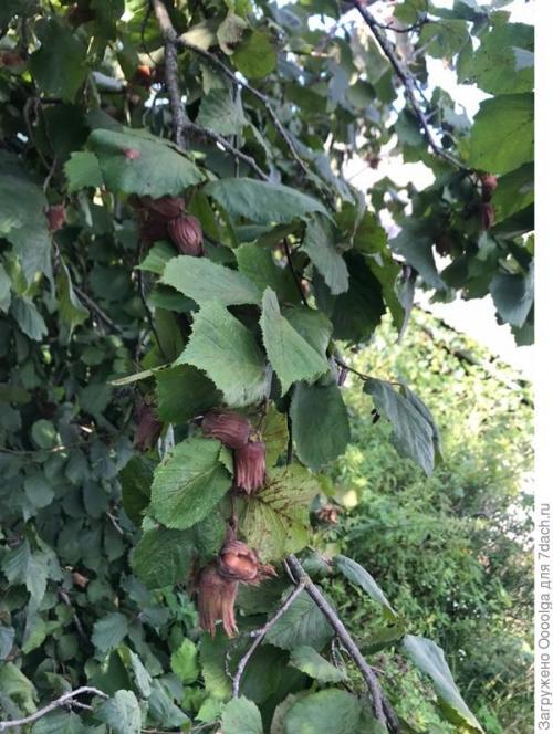 Фундук размножение отводками част.  Размножение фундука отводками