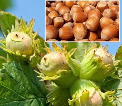 О размножении фундука для начинающих. Подбор сортов по региону 14 О размножении фундука для начинающих. Подбор сортов по региону 14