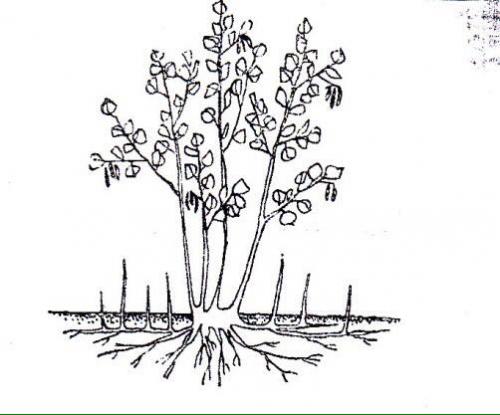 О размножении фундука для начинающих. Подбор сортов по региону 03 О размножении фундука для начинающих. Подбор сортов по региону 03